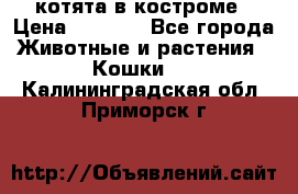 котята в костроме › Цена ­ 2 000 - Все города Животные и растения » Кошки   . Калининградская обл.,Приморск г.